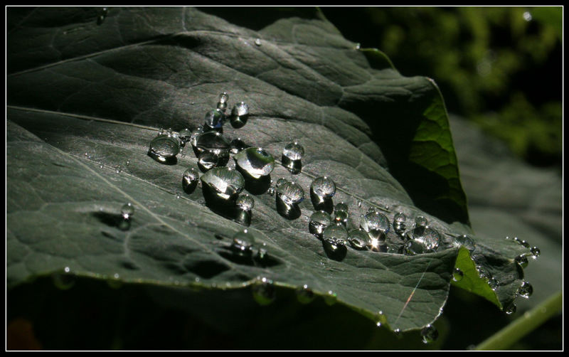 Perlen der Natur