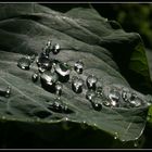 Perlen der Natur