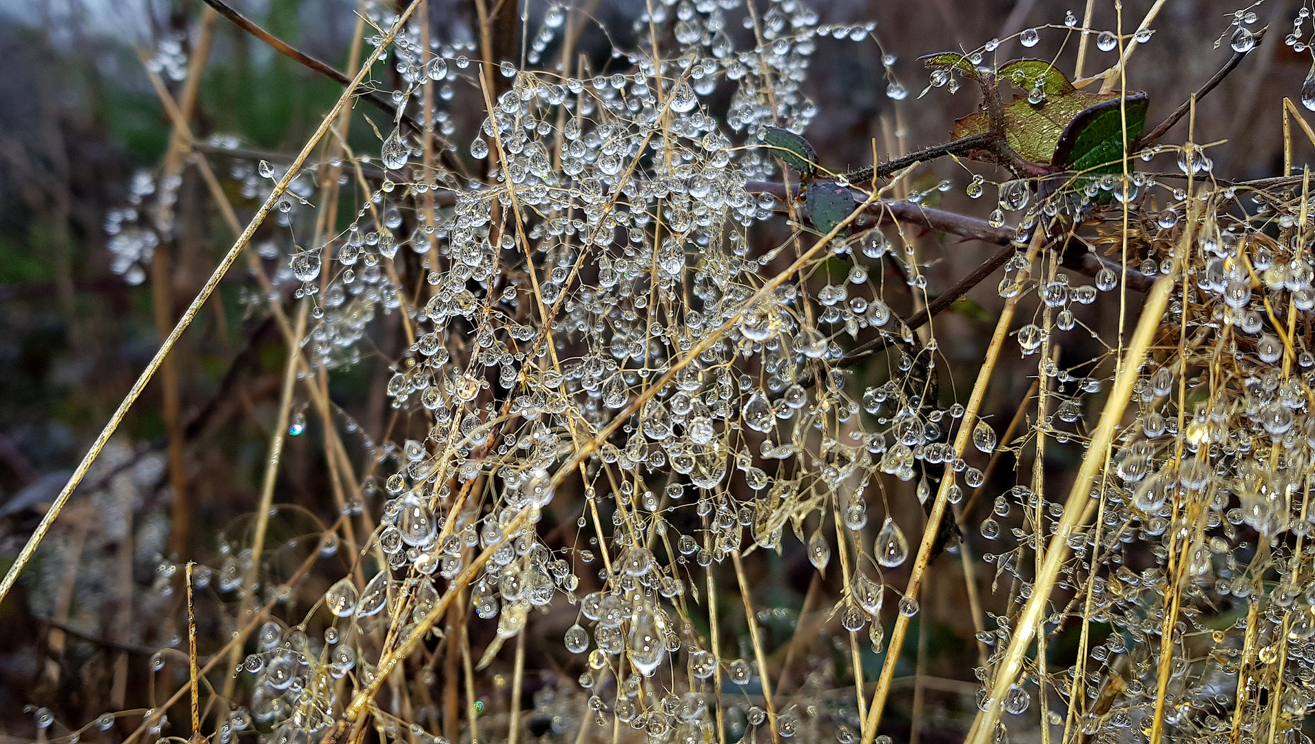 Perlen der Natur