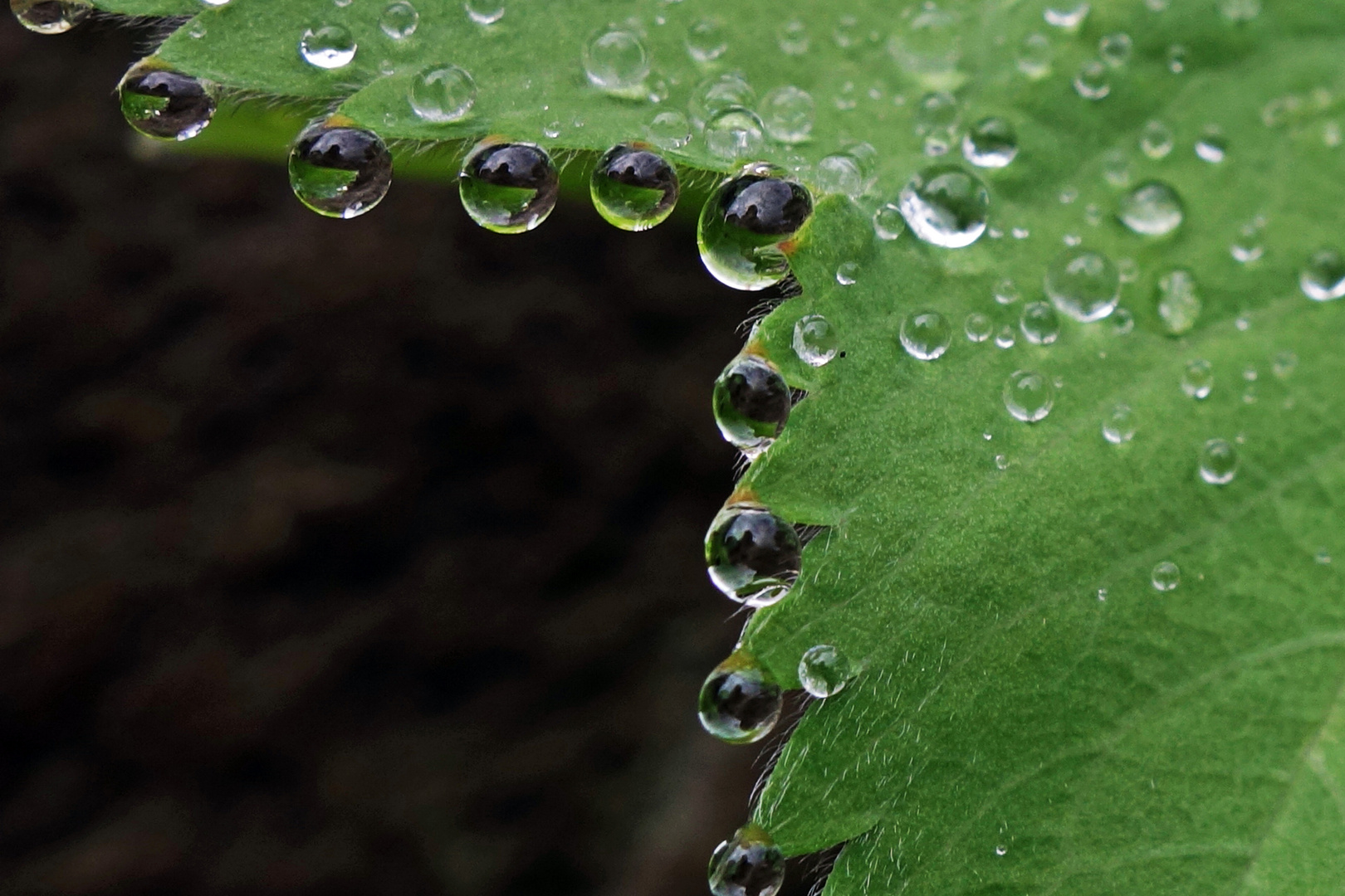 Perlen der Natur