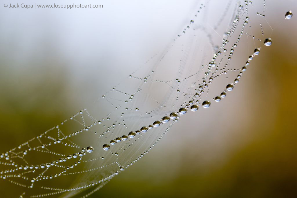 Perlen der Natur