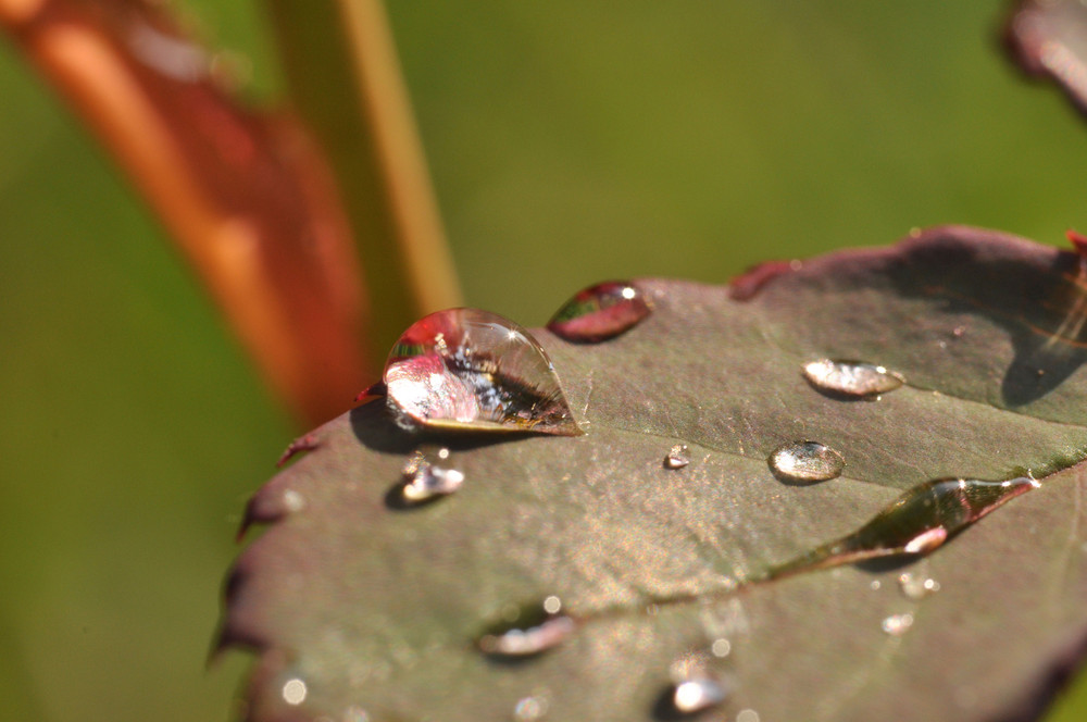 Perlen der Natur ;o)