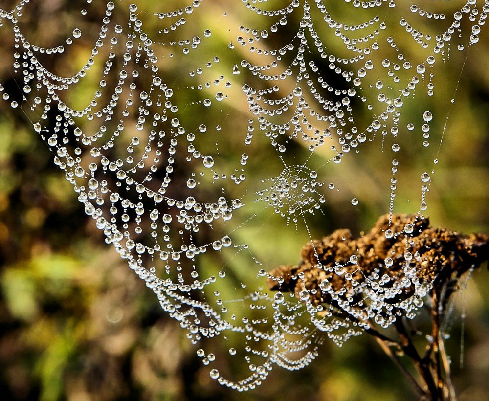 Perlen des Herbstes