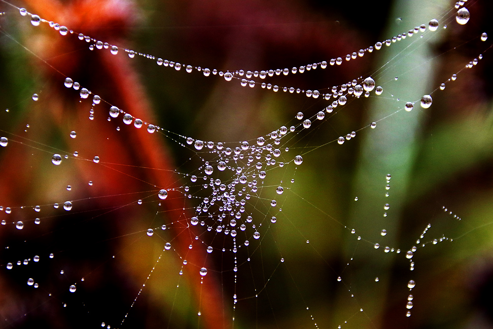 "Perlen" im herbstlichen Spinnennetz