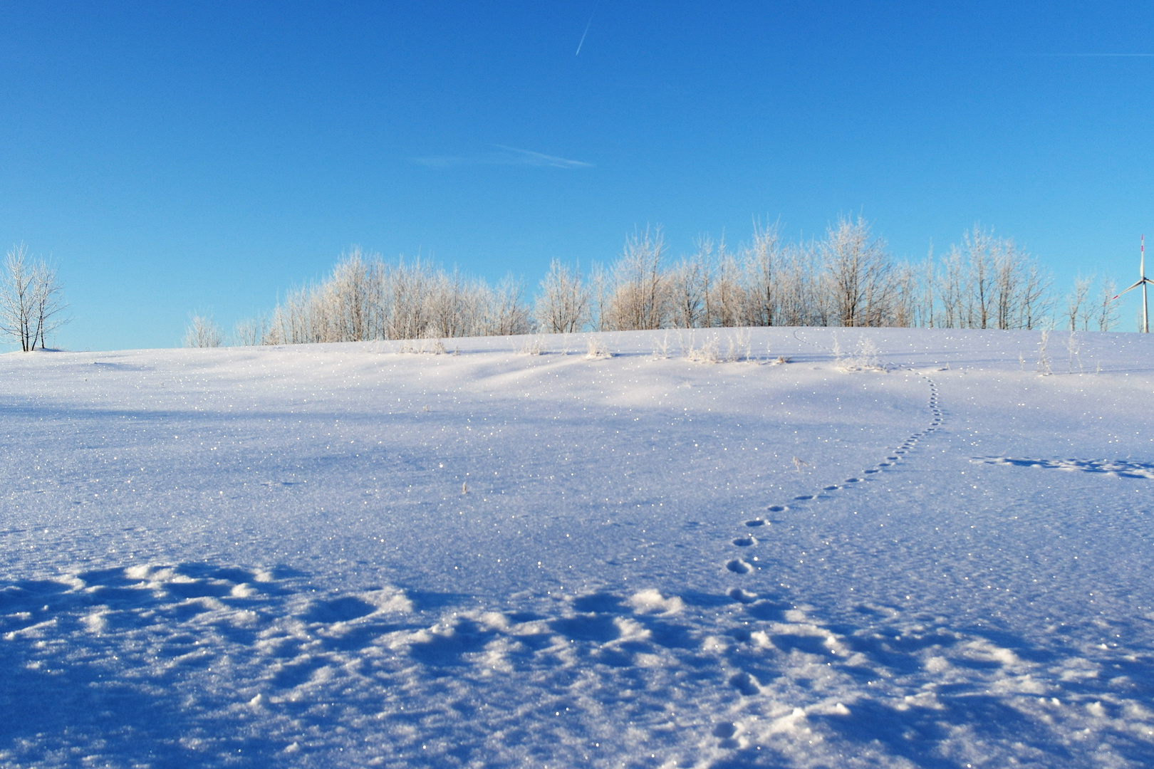 Perlen im Schnee 