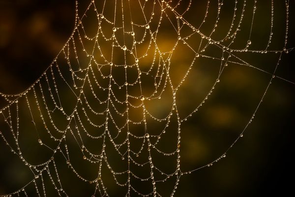 Perlen im Spinnennetz 