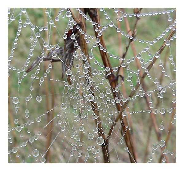 Perlen im Spinnennetz