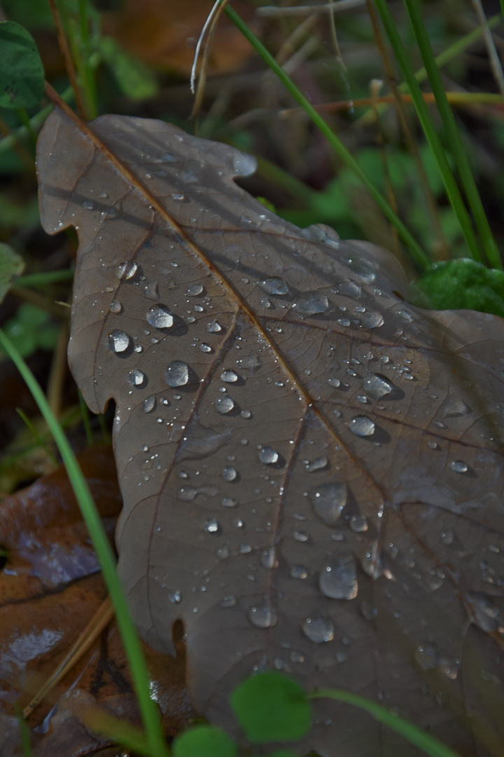 Perlen im Wald