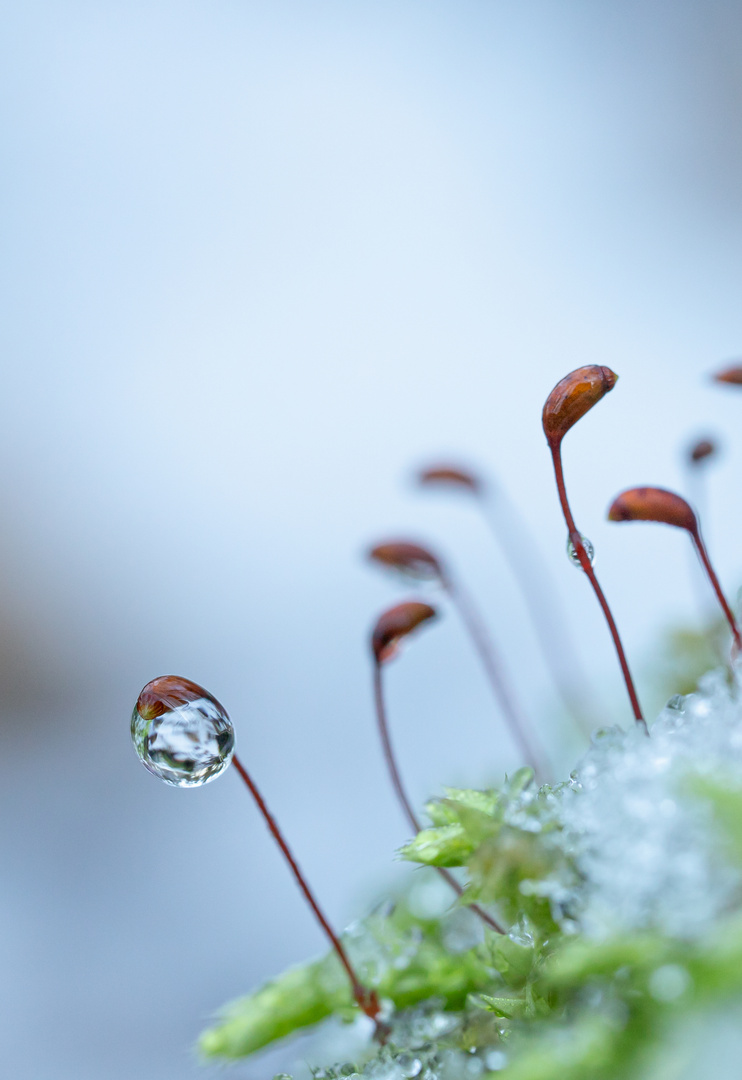 Perlen im Winterwald