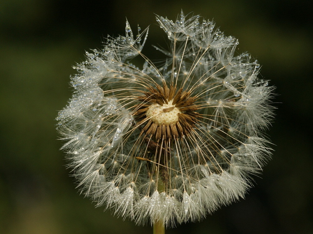 Perlen in der Natur