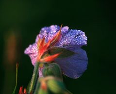 Perlen in der Sonne