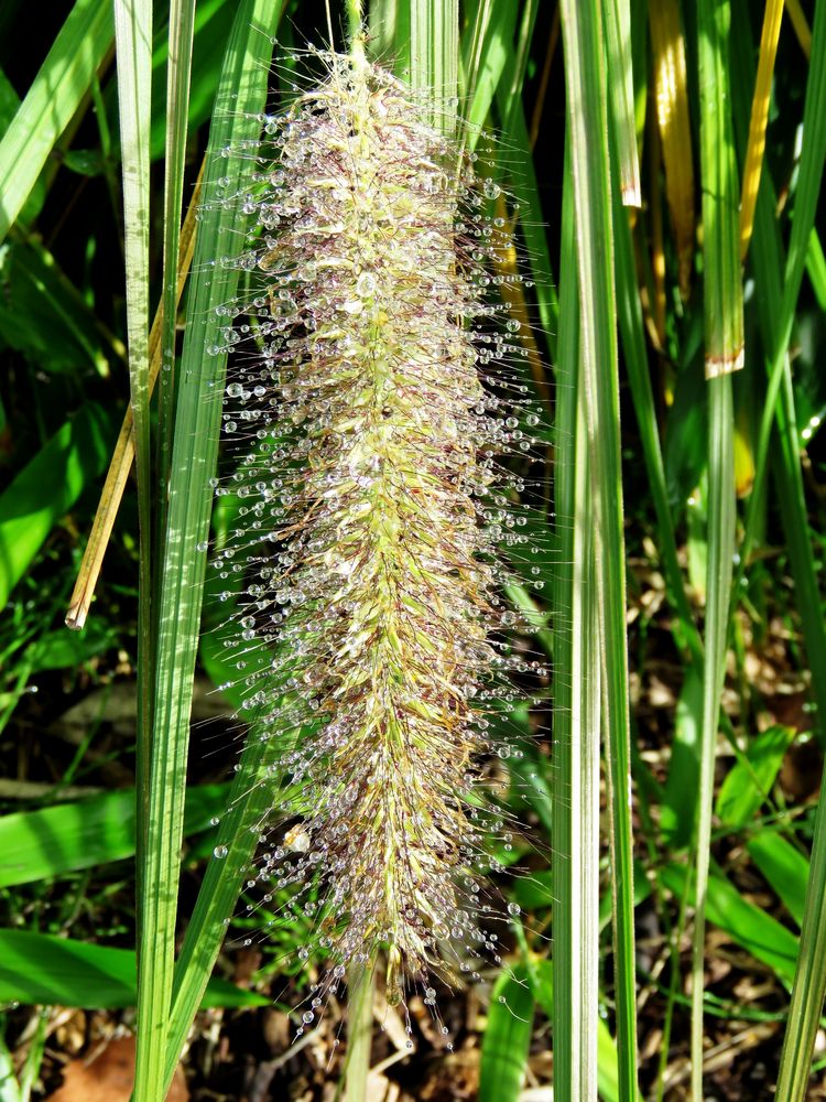 Perlen in der Sonne