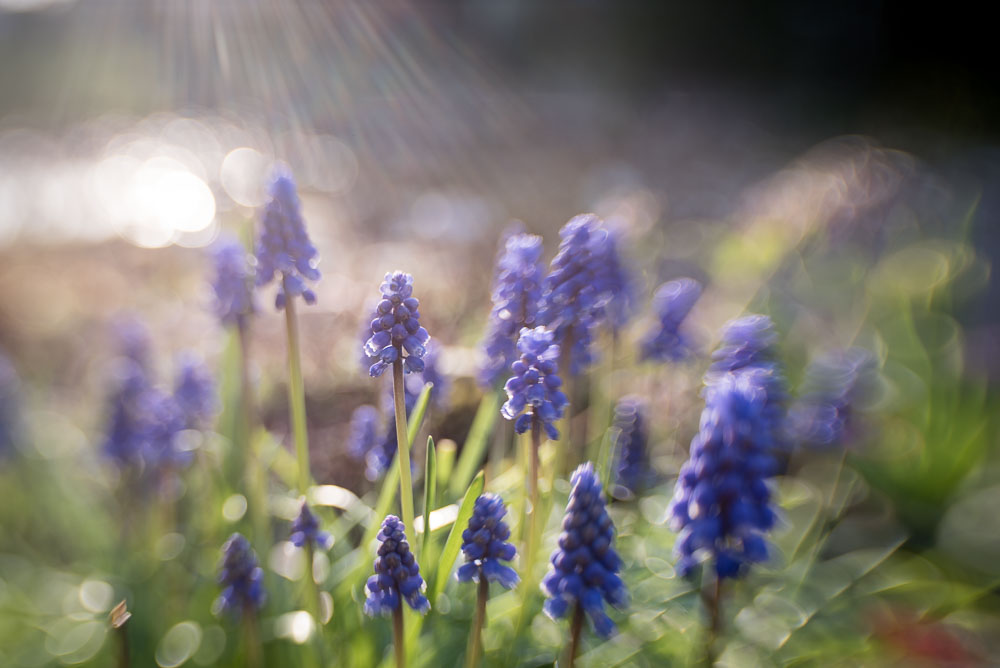 Perlen in Licht