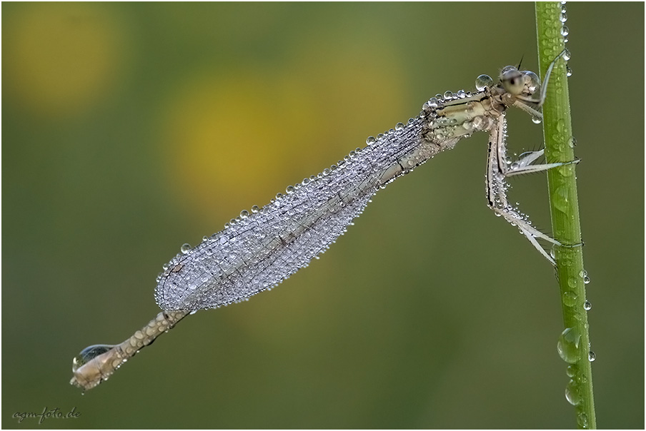 Perlen - Libelle