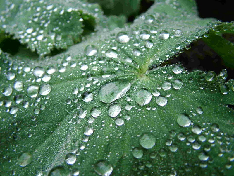 Perlen nach dem Regen