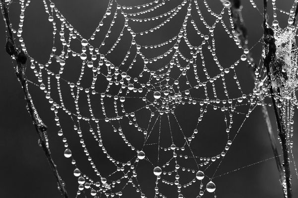 Perlen-Netz