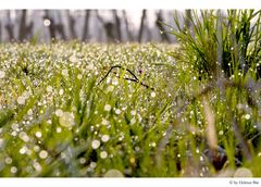 Perlen und Diamanten im Gras