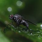 Perlenbad nach dem Regen 