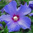 Perlenbesetzte Hibiskusblüte