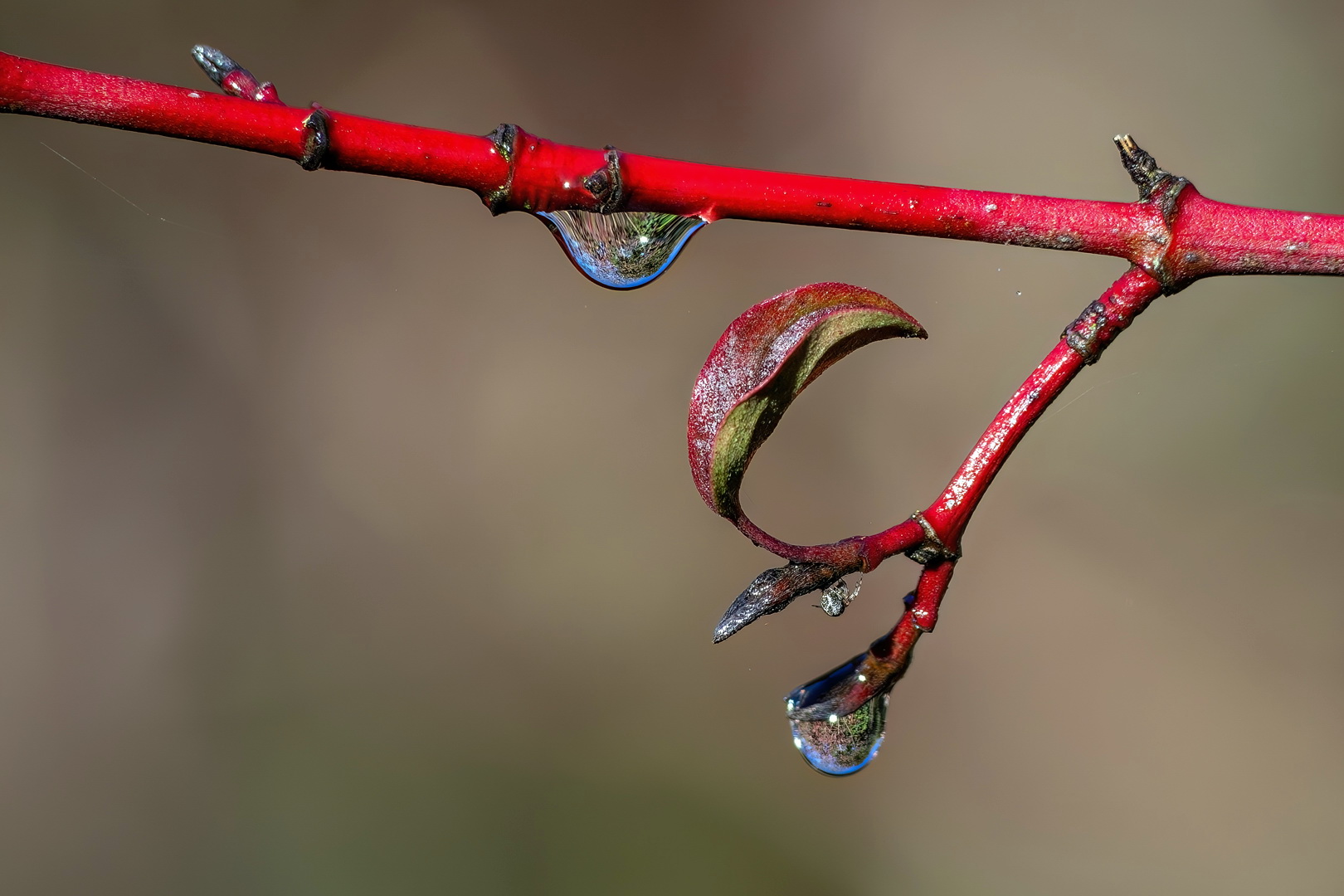 Perlenbesucher