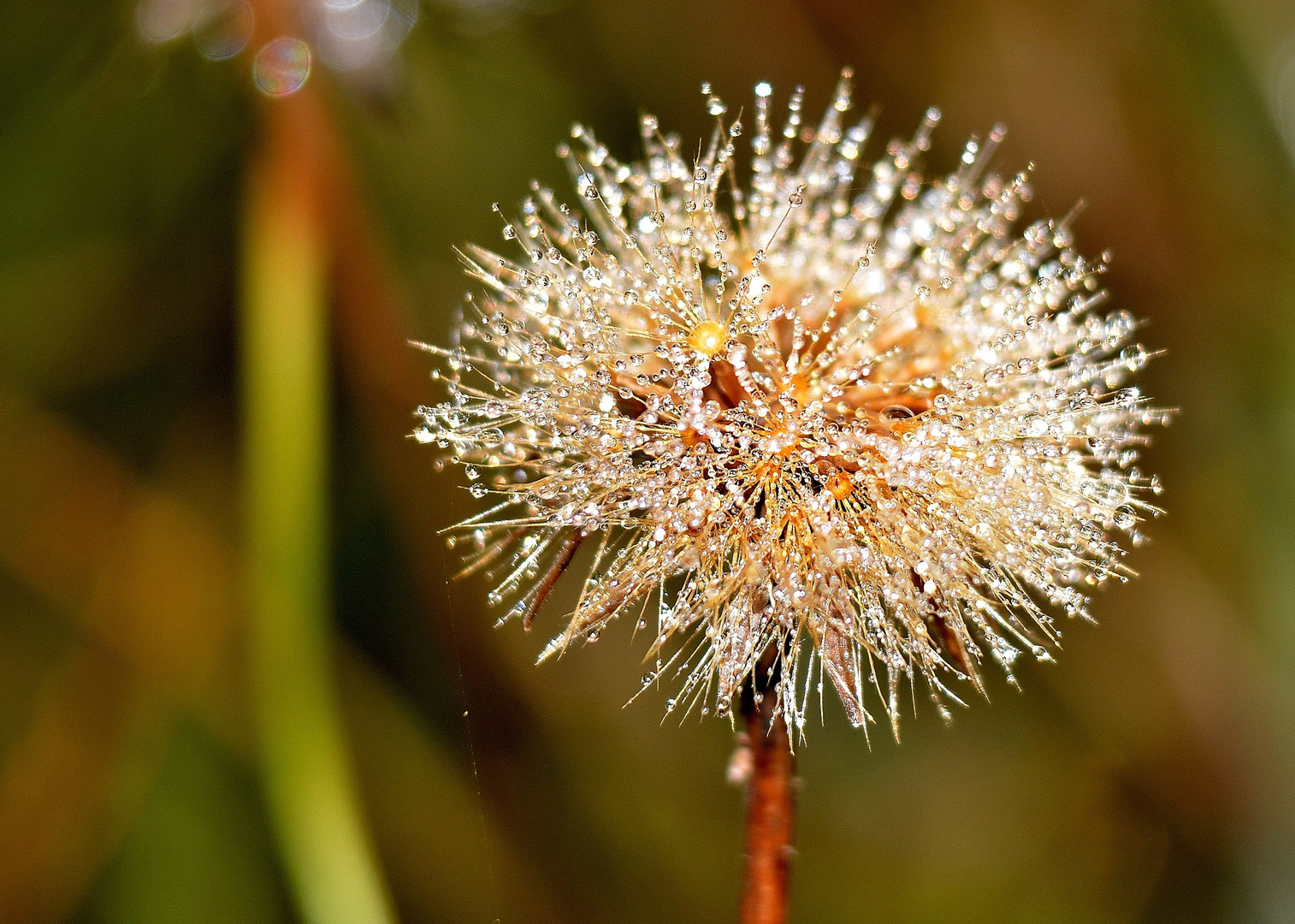 Perlenblume