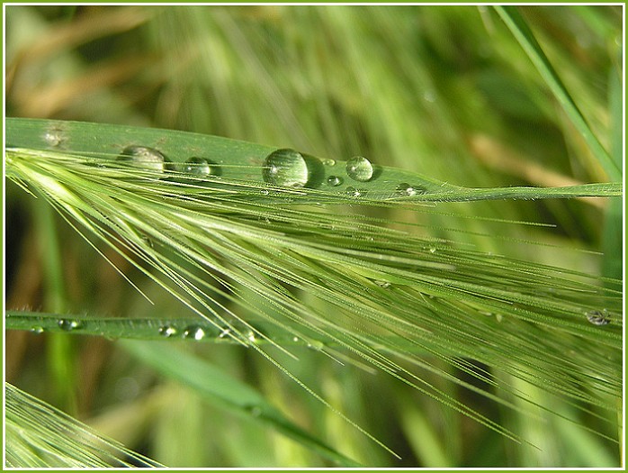 Perlende Frische am Morgen