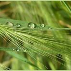 Perlende Frische am Morgen