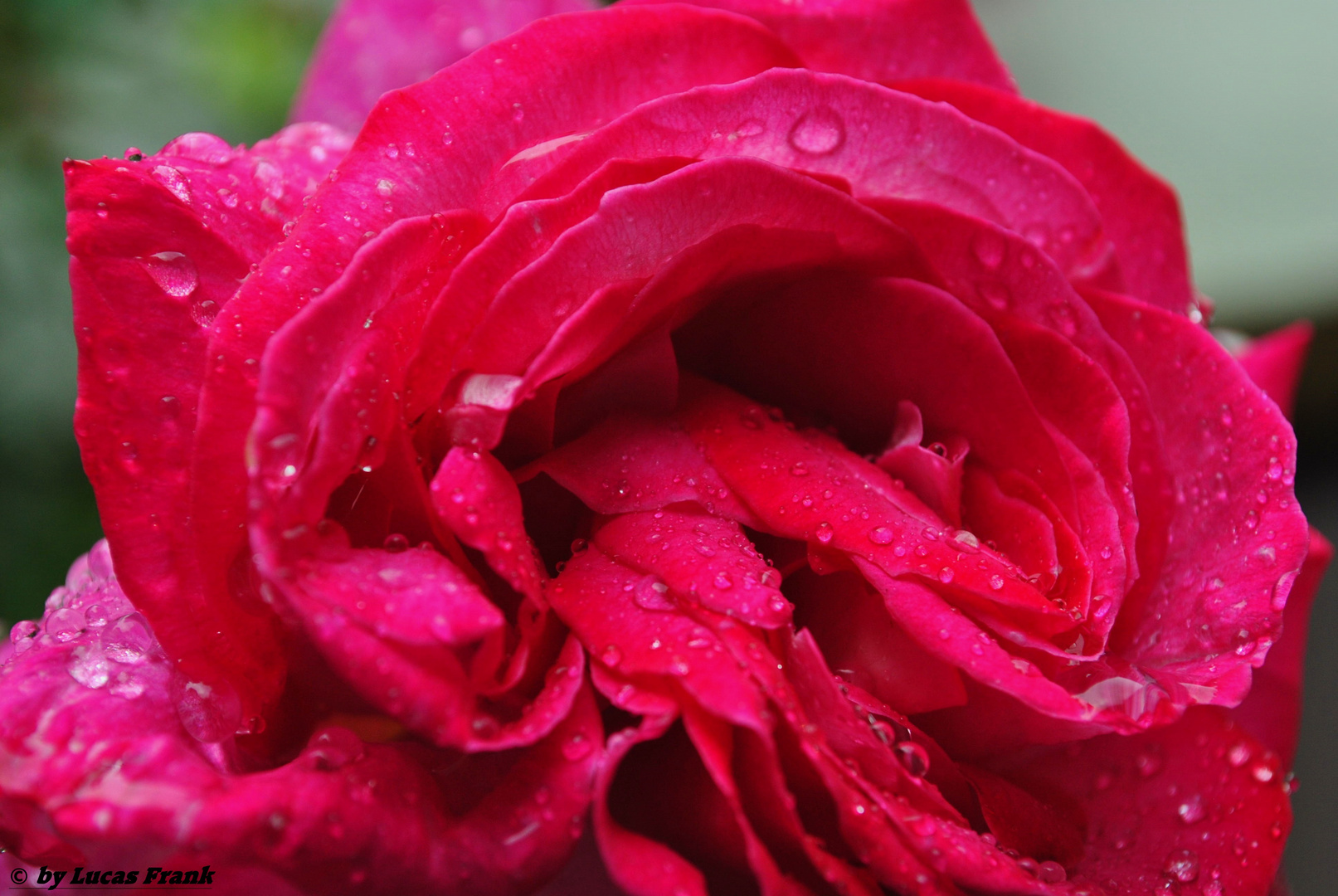 Perlende Rose