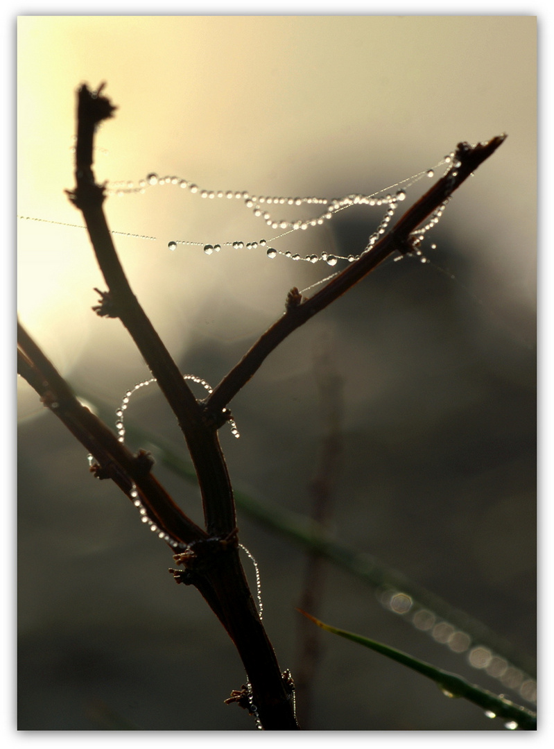 Perlenkette aus Morgentau