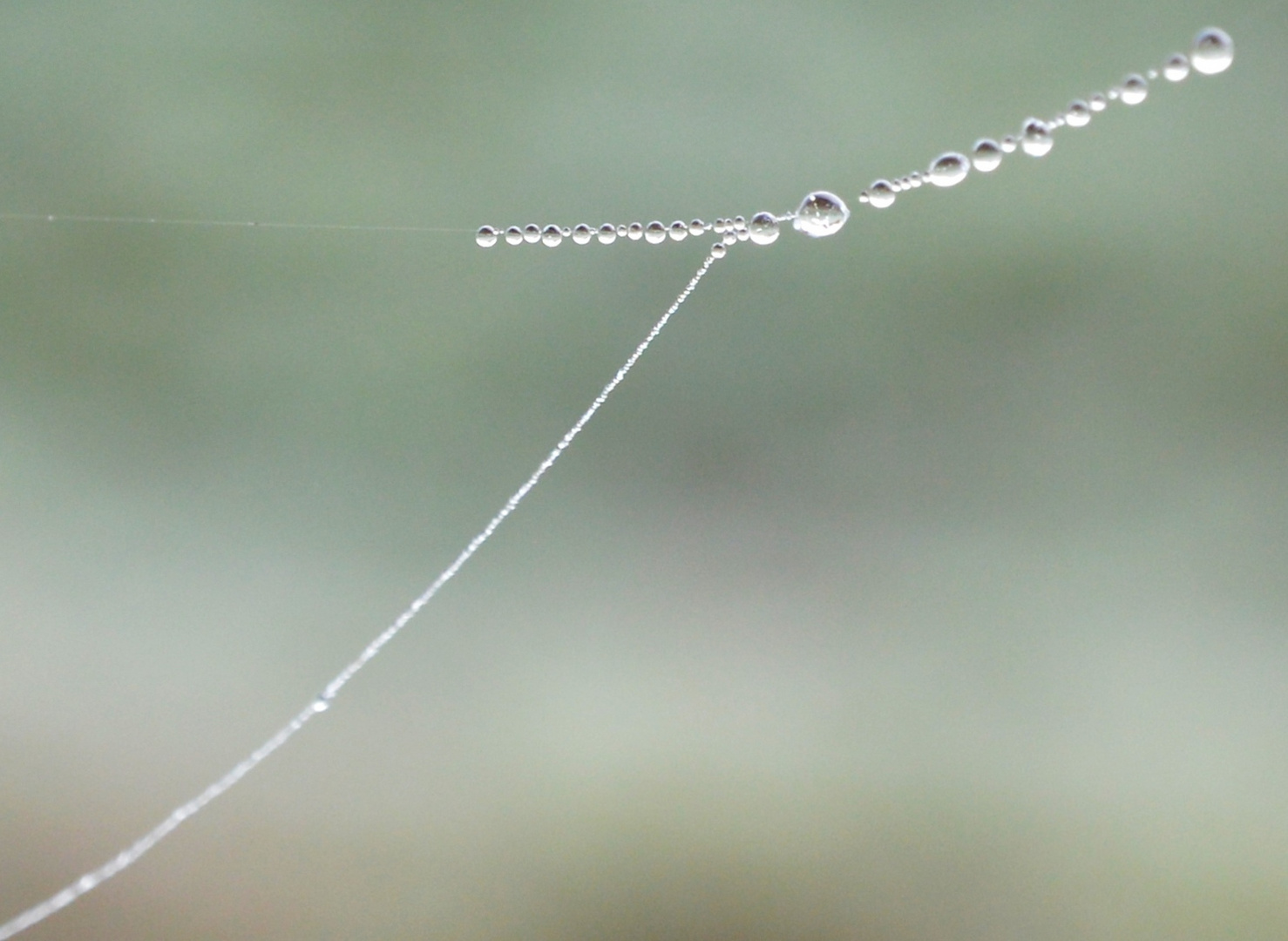 Perlenkette aus Wassertropfen / A pearl necklace made of water droplets