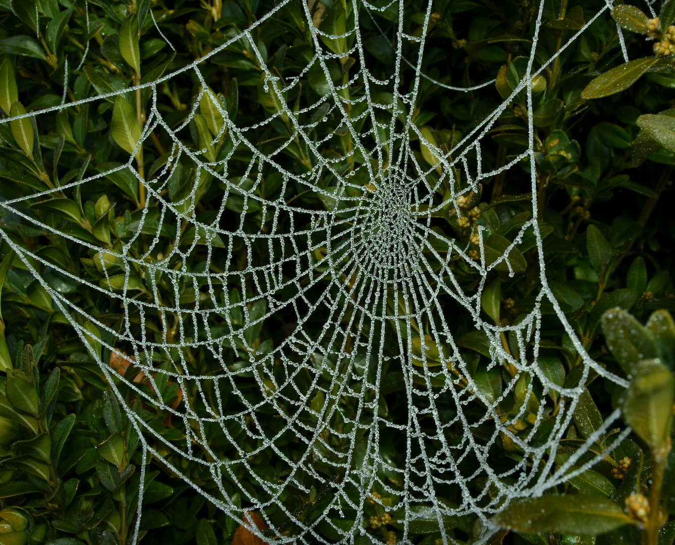 Perlenkette einer Spinne