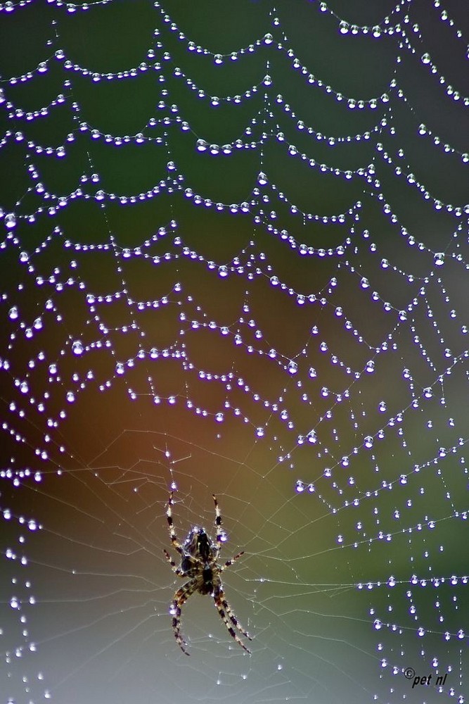 Perlenkette einer Spinne
