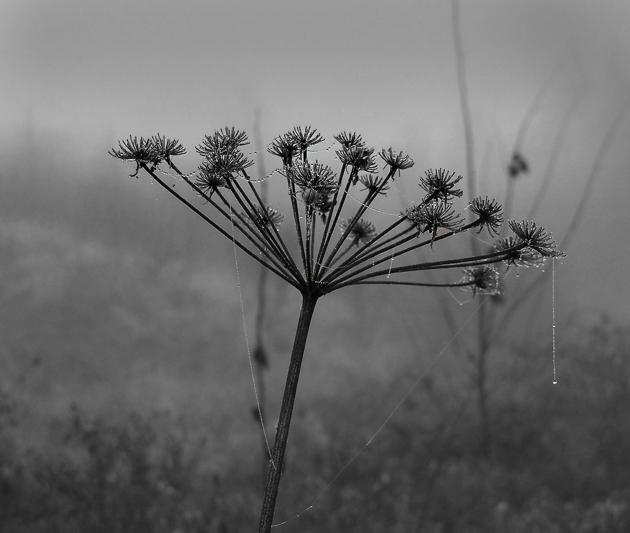 Perlenkette im Nebel