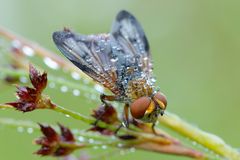 Perlenkönigin : Breitflügelige Raupenfliege (Ectophasia crassipennis)