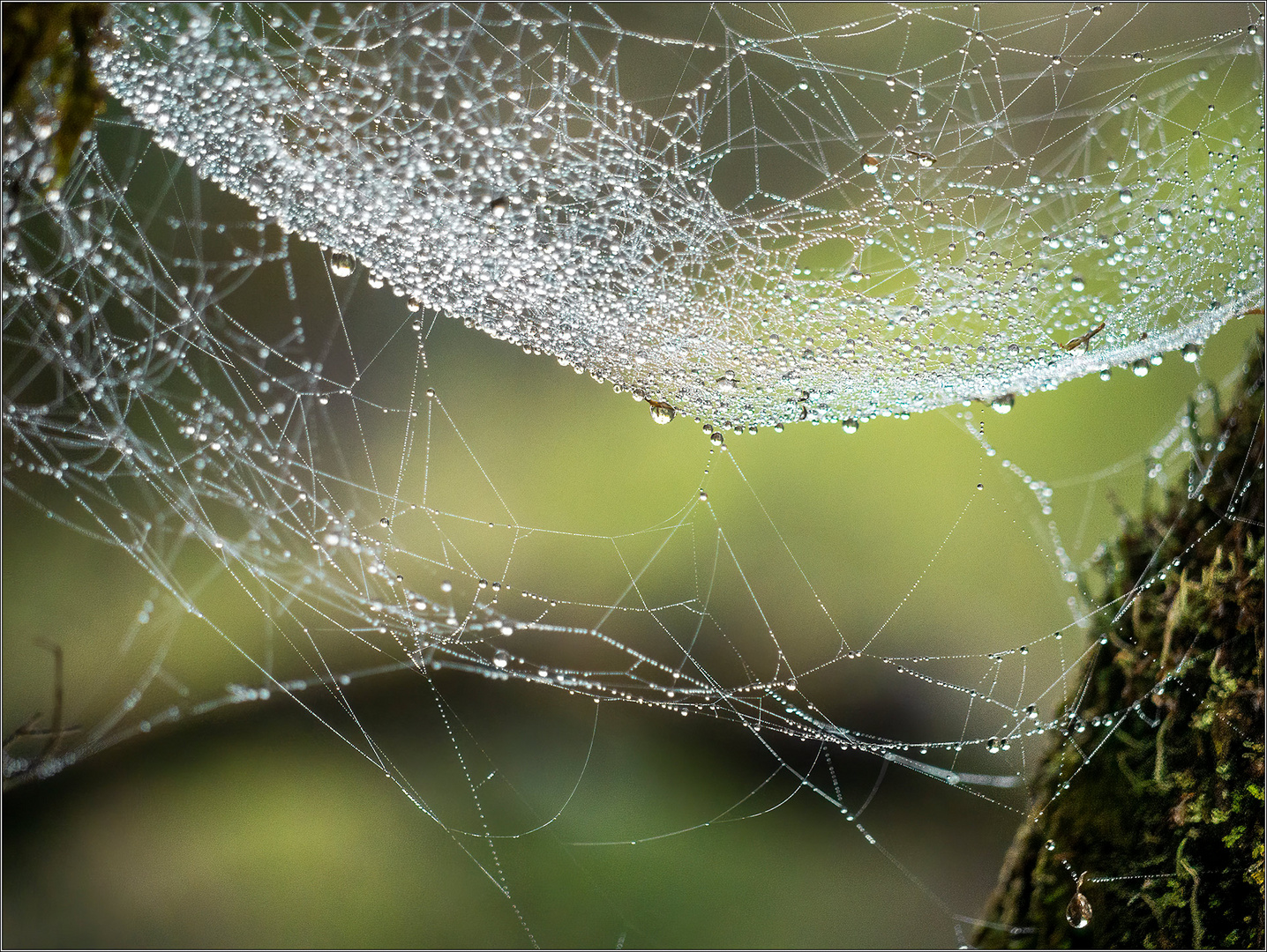 Perlenkunst aus dem Wald