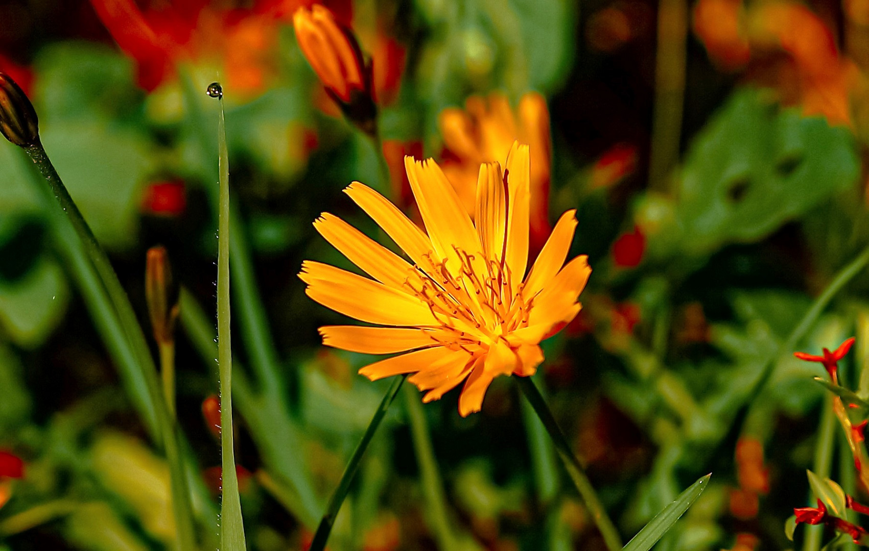 Perlenreihe mit Blume. 