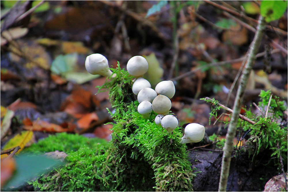 Perlenschmuck des Herbstes