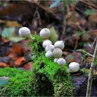 Perlenschmuck des Herbstes