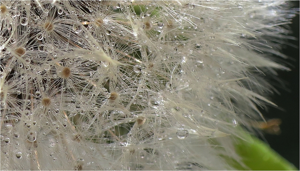 PERLENSCHMUCK für eine Pusteblume