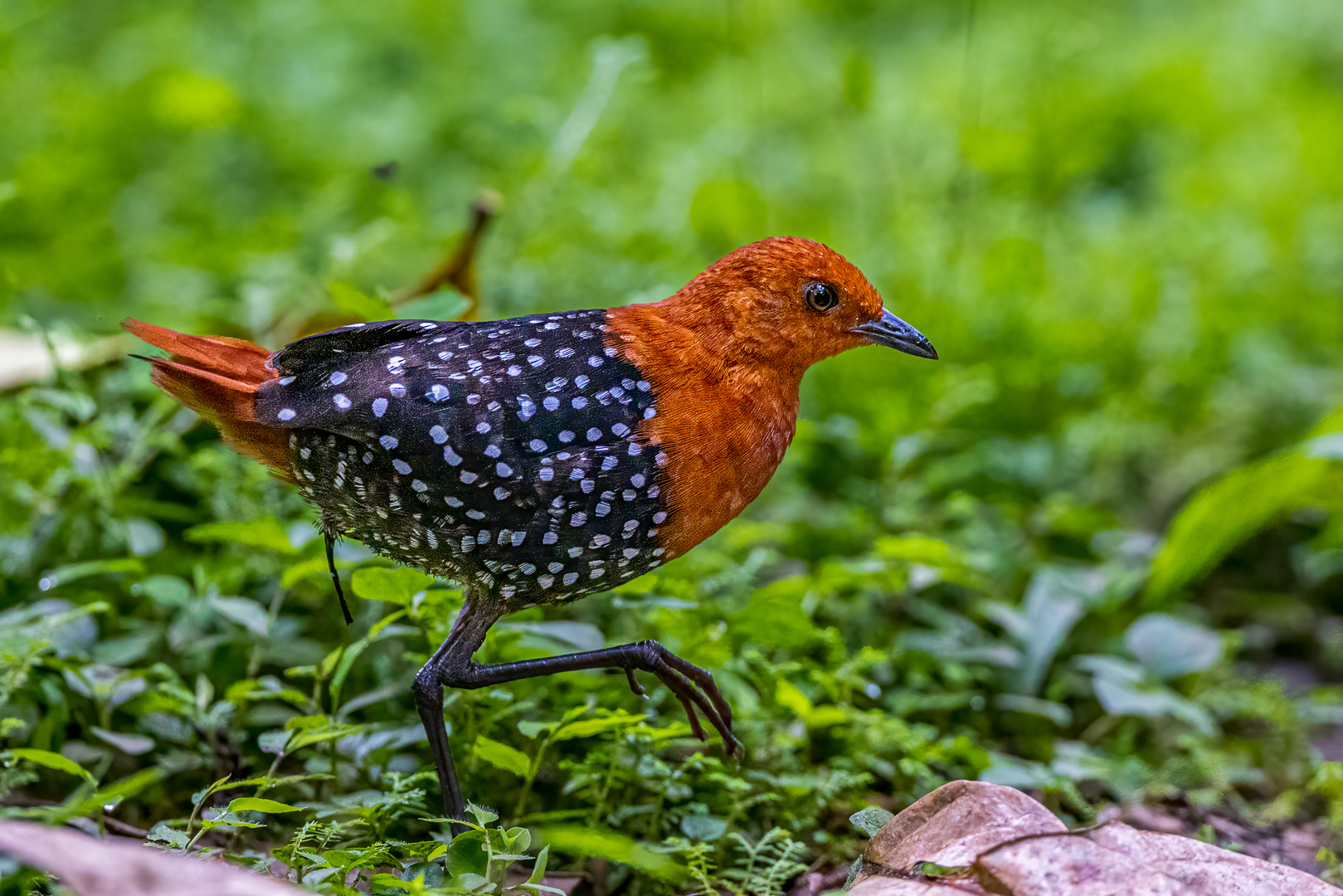 Perlenschmuckralle (White spotted flufftail) Foto Bild tiere Perlenschmuckralle (White spotted flufftail) Foto Bild tiere