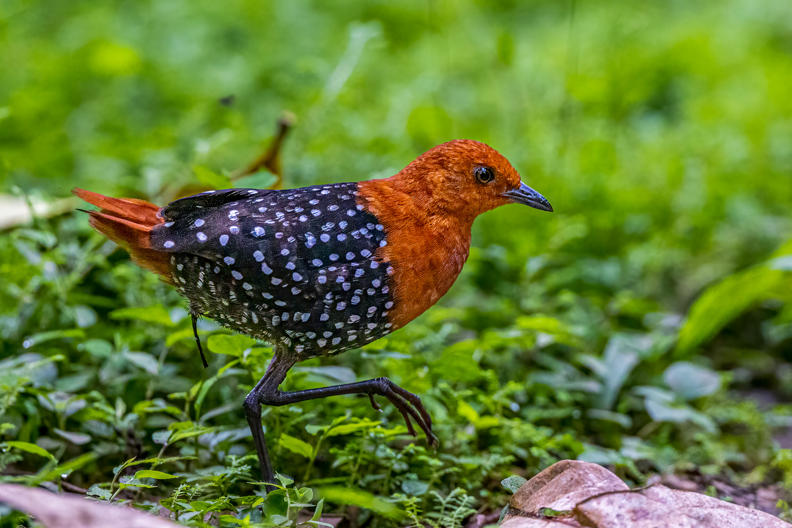 Perlenschmuckralle (White-spotted flufftail)