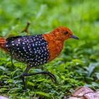 Perlenschmuckralle (White-spotted flufftail)