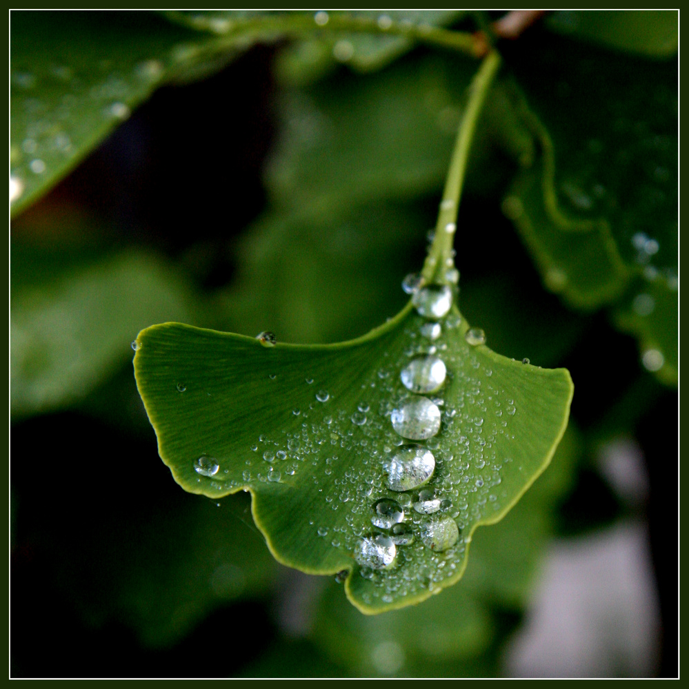 Perlenschnur im Gingko-Blatt