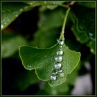 Perlenschnur im Gingko-Blatt