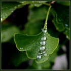 "Perlenschnur" im Gingko-Blatt