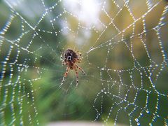 Perlenstrippen mit Spinne