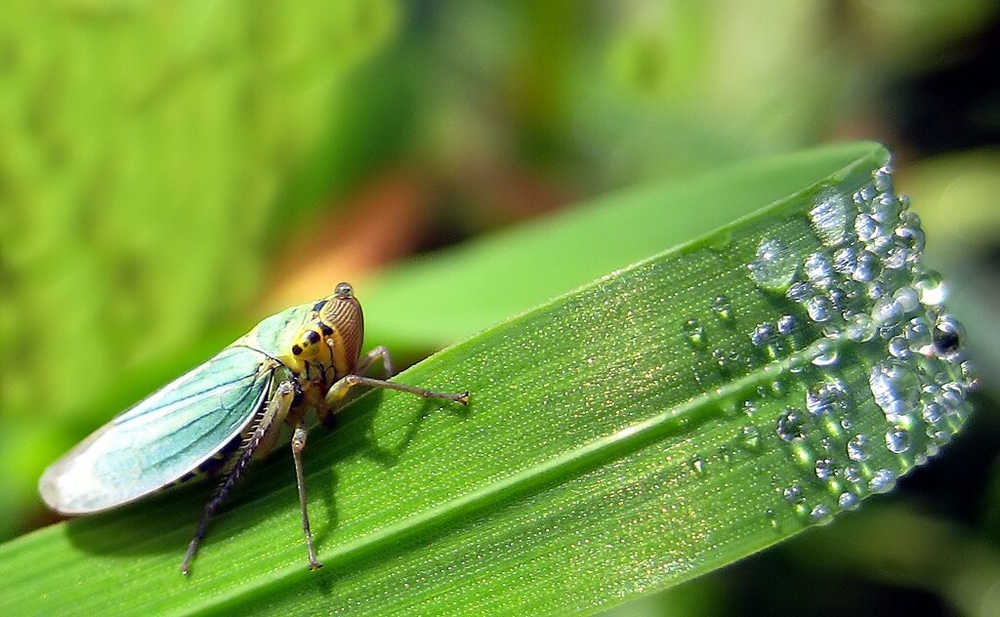Perlentaucher Foto & Bild natur, insekt makro zikade Bilder