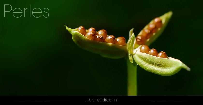 Perles