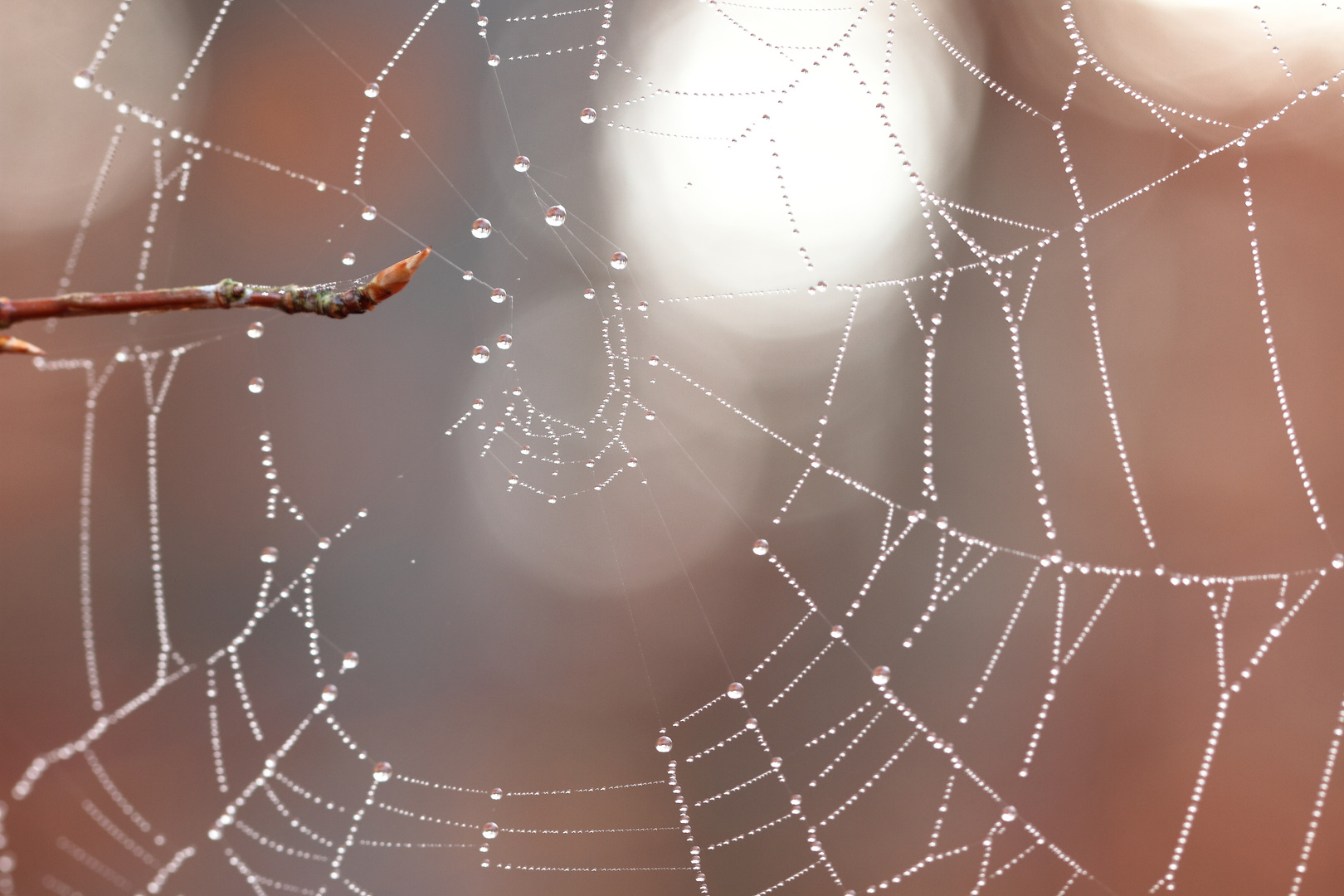 Perles d'automne