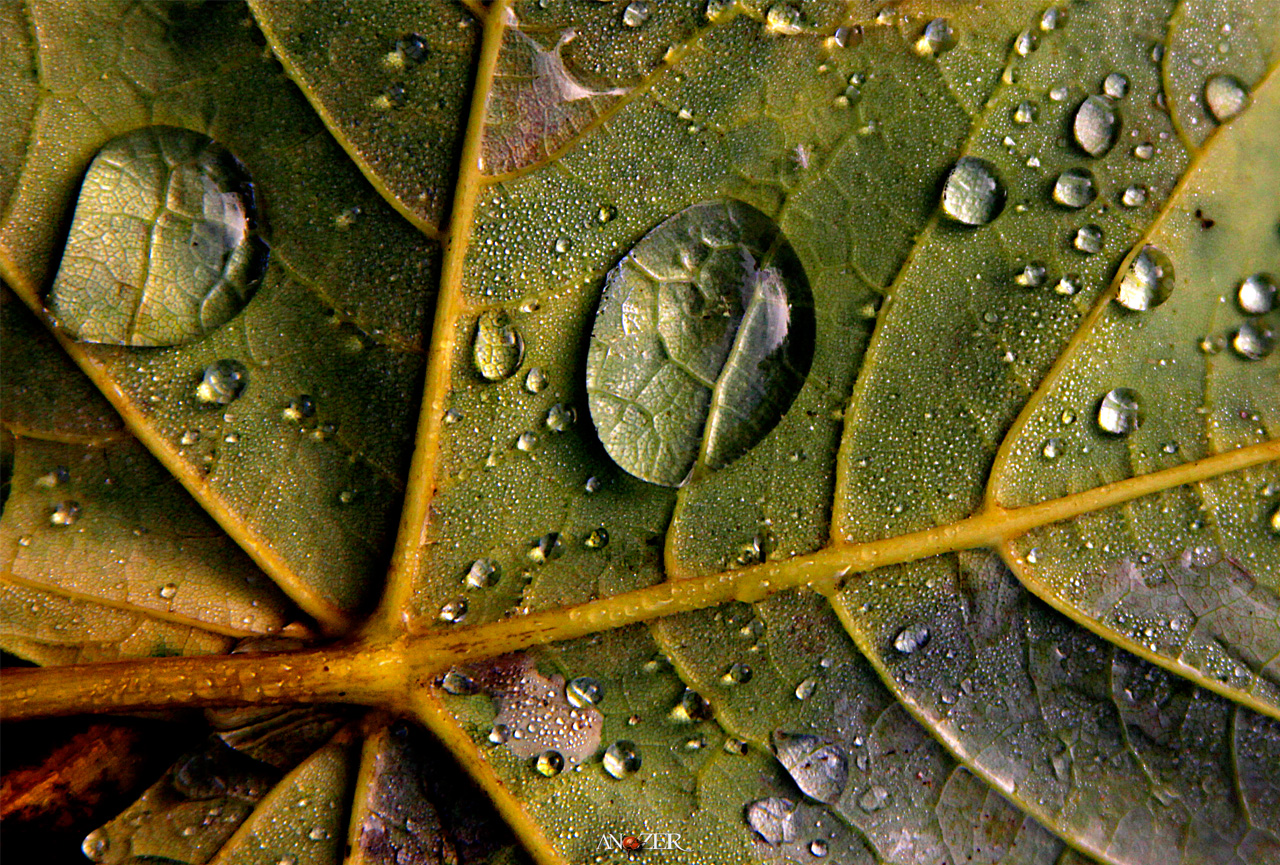 PERLES D'AUTOMNE